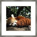 Nepalese Red Panda Framed Print