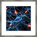 Nerve Cell Network Framed Print
