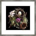 Nest Egg Framed Print