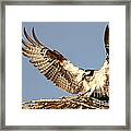 Nesting Osprey Framed Print