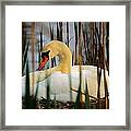 Nesting Swan Framed Print