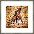 Nevada Wild Horses 3890 Framed Print