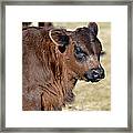 New Calf Framed Print