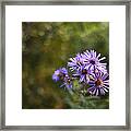 New England Asters Framed Print
