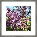 Purple Lilac Framed Print