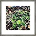 New #plant Growth On The #andratx Framed Print