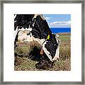 Newborn Calf On The Pacific Coast Framed Print