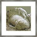 Newborn Lambs At Play Framed Print