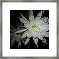 Night-blooming Cereus Framed Print
