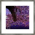 Night Blossoms Framed Print