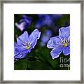 Night Garden Framed Print