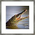 Nile Crocodile Swollowing Fish Framed Print