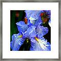 Nita's Iris Framed Print