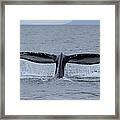 Noncarnival Whale Tail Framed Print