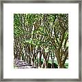 Norfolk Botanical Garden 5 Framed Print