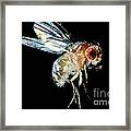 Normal Red-eyed Fruit Fly Framed Print