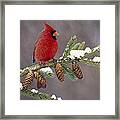 Cardinal and Pine Cones Framed Print Cardinal and Pine Cones Framed Print