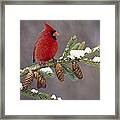 Cardinal And Pine Cones Framed Print