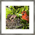 Northern Cardinal Father And Chicks Framed Print