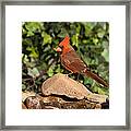 Northern Cardinal Santa Rita Mts Framed Print