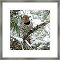 Northern Flicker On Snowy Pine Framed Print