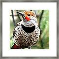 Northern Flicker - Spotted Chest Framed Print