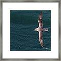 Northern Fulmar Framed Print