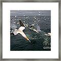 Northern Gannets Fishing Framed Print