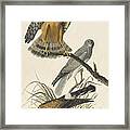 Northern Harrier Framed Print