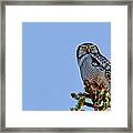 Northern Hawk Owl With His Capture Framed Print