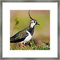 Northern Lapwing Framed Print