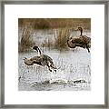 Northern Pintail Flight Framed Print Northern Pintail Flight Framed Print