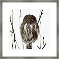 Northern Pygmy Owl - Little One Framed Print