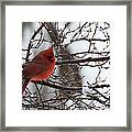 Northern Red Cardinal In Winter Framed Print