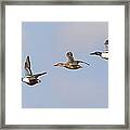 Northern Shoveler Ducks Flying Framed Print