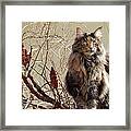Norwegian Forest Cat Framed Print