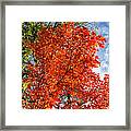 November Maple Framed Print