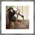 Nubian Goat Framed Print