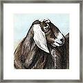 Nubian Goat Framed Print