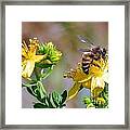 Nummy Honey Framed Print