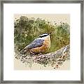Nuthatch Watercolor Art Framed Print