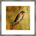 Nutmeg Mannikin Aka Spice Finch Framed Print