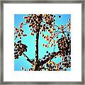 Nuts And Berries Framed Print