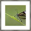 Nymphalid Butterfly Mindo Cloud Forest Framed Print