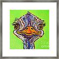 O For Ostrich Framed Print