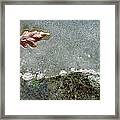 Oak Leaf In Ice Linacre Framed Print