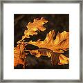 Oak Leaves Framed Print