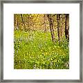 Oak Lupine And Balsam Framed Print