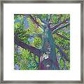 Oak Tree 1 Framed Print