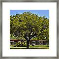 Oak Tree Mission San Jose Tx Framed Print